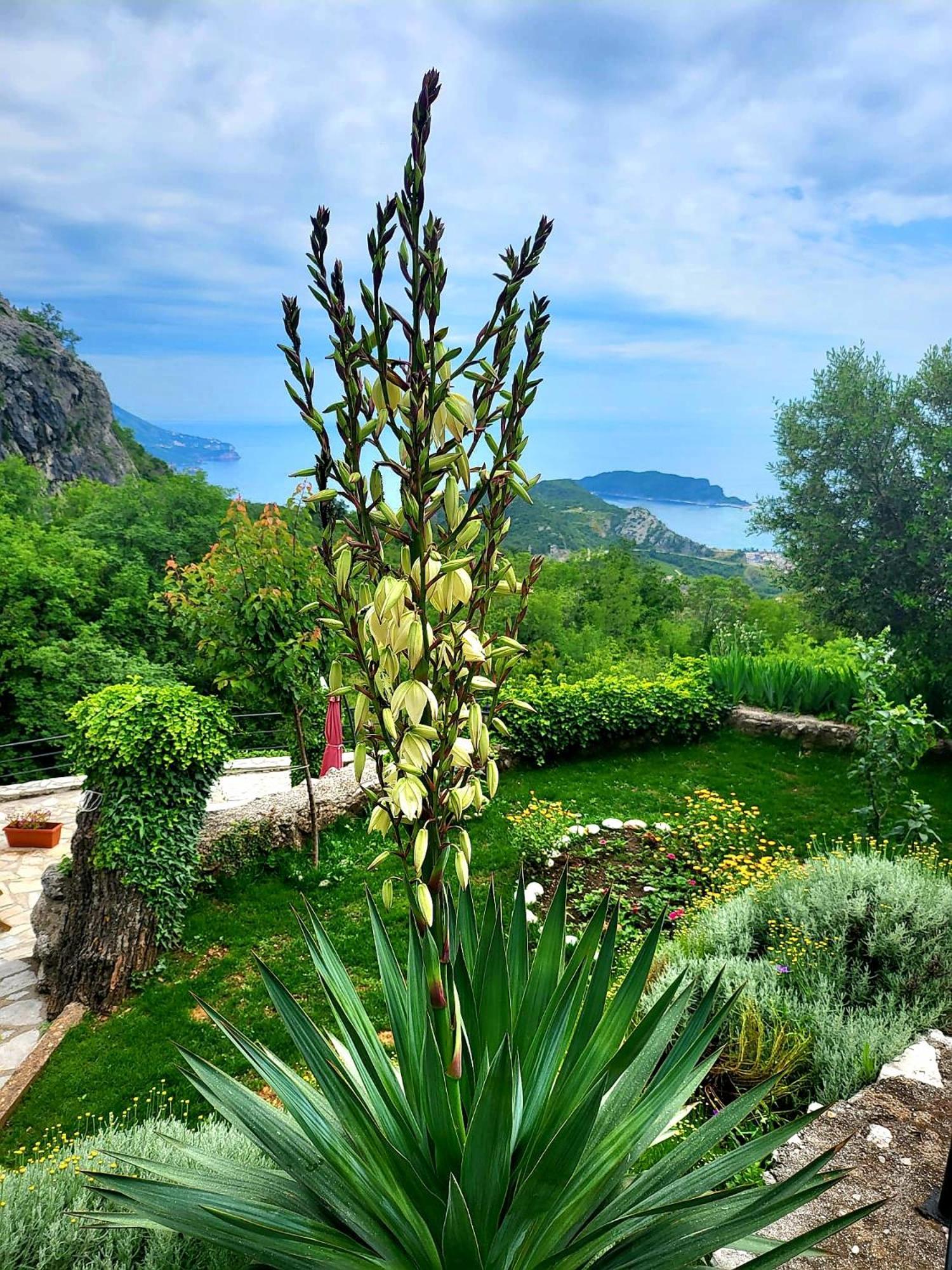 Villa Nera Budva Exterior photo